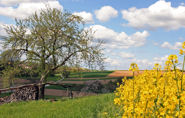 Bretten/Diedelsheim: Seebergweg | © Stadt Bretten