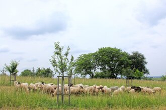 Bretten/Gölshausen: Streuobstwiesenpfad | © Stadtverwaltung Bretten