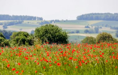 Bretten/Neibsheim: Neibsheimer Gemarkung | © Stadt Bretten