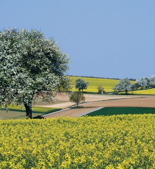 Bretten/Neibsheim: Sonnenweg | © Bildband Bretten / Stadt Bretten