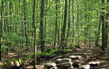 Bretten/Rinklingen: Dreieiche-Wanderweg | © Thomas Rebel für Stadt Bretten