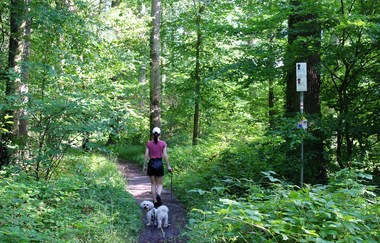 Brettwald-Trail | © Unbekannt