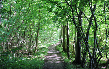 Brettwald-Trail | © Unbekannt