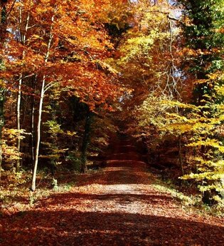 BT3 - Kleine Wanderung durch den Großen Wald | © Tourist-Info Bretten