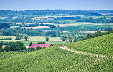 Grüne Weinberge mit Panoramaaussicht | © Touristikgemeinschaft Hohenlohe e. V. | Florian Trykowski