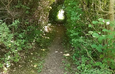 Heckentunnel bei Hopfach | © Hohenlohe Schwäbisch Hall