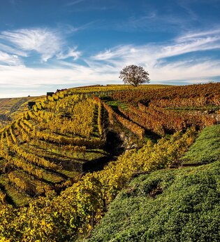 Weinberge im Herbst mit goldenen Weinreben und blauem Himmel.