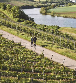 bwegt-Wanderweg: "Neckarblick" Lauffen - Kirchheim | © TG HeilbronnerLand | Stefan Leitner