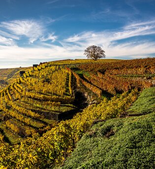 Weinberge im Herbst mit goldenen Weinreben und blauem Himmel.