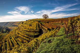 Weinberge im Herbst mit goldenen Weinreben und blauem Himmel.
