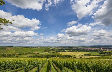 bwegt-Wanderweg: Von Walheim nach Bönnigheim | © SMG, Achim Mende