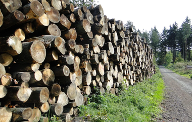 CB1 Wanderdreiklang Cleebronn | Waldweg | © Neckar-Zaber-Tourismus