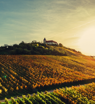 Michaelsberg im herbstlichen Sonnenlicht | © Touristikgemeinschaft HeilbronnerLand e.V.
