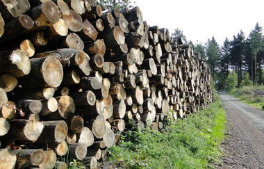 CB1 Wanderdreiklang Cleebronn | Waldweg | © Neckar-Zaber-Tourismus