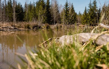Zu sehen ist ein Waldsee, der von tiefgrünen Bäumen umrandet ist | © Stadtverwaltung Crailsheim