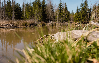 Zu sehen ist ein Waldsee, der von tiefgrünen Bäumen umrandet ist | © Stadtverwaltung Crailsheim