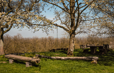 Sitzbänke unter einem Baum | © Stadtverwaltung Crailsheim