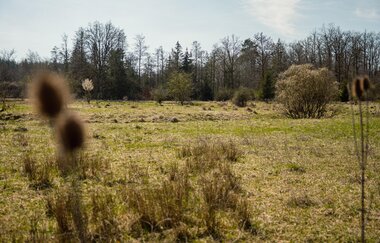 Zu sehen ist eine grüne Wiese, auf der verschiedene Pflanzen wachsen | © Stadtverwaltung Crailsheim