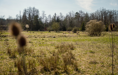 Zu sehen ist eine grüne Wiese, auf der verschiedene Pflanzen wachsen | © Stadtverwaltung Crailsheim