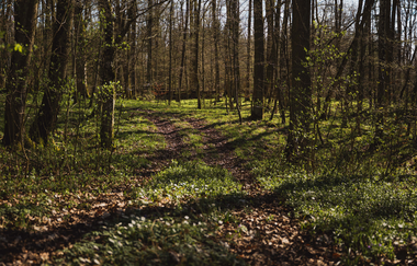 Die Sonne scheint durch die Bäume im Wald hindurch | © Stadtverwaltung Crailsheim