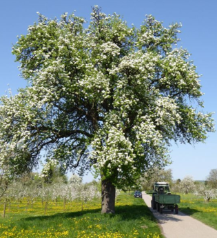 Der Böckinger Mostbirnenweg