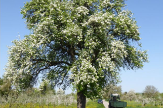 Der Böckinger Mostbirnenweg