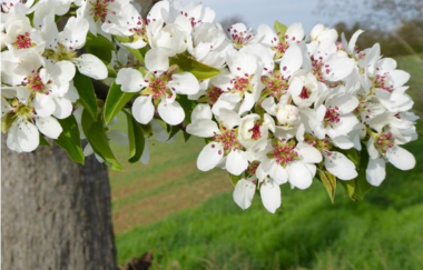 Der Böckinger Mostbirnenweg