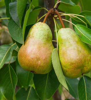 Destillatweg Balduffer, Pfedelbach, Hohenlohe | © Hohenloher Perlen