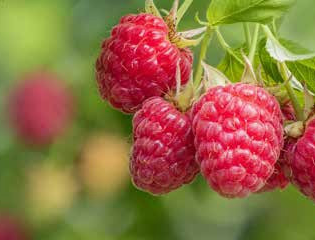 Destillat Weg "Himbeergeist" (Nord- und Südvariante) | © Touristikgemeinschaft Hohenlohe e. V. | iStock, Stock-Fotografie-ID 1409096488