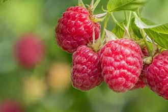 Destillat Weg "Himbeergeist" (Nord- und Südvariante) | © Touristikgemeinschaft Hohenlohe e. V. | iStock, Stock-Fotografie-ID 1409096488