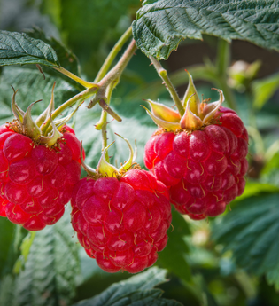 Drei reife Himbeeren an einem Busch | © Touristikgemeinschaft Hohenlohe e.V. | Hohenloher Perlen
