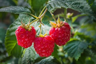 Drei reife Himbeeren an einem Busch | © Touristikgemeinschaft Hohenlohe e.V. | Hohenloher Perlen