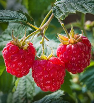 Drei reife Himbeeren an einem Busch | © Touristikgemeinschaft e.V. | Hohenloher Perlen