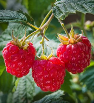 Drei reife Himbeeren an einem Busch | © Touristikgemeinschaft e.V. | Hohenloher Perlen