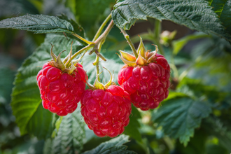 Drei reife Himbeeren an einem Busch | © Touristikgemeinschaft e.V. | Hohenloher Perlen