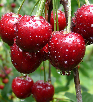 Destillat Weg "Kirschwasser" | © Touristikgemeinschaft Hohenlohe e. V. | Juergen Koch