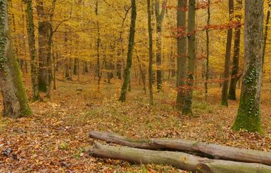 Durch den Alten Keller von Sternenfels nach Diefenbach | © Land der 1000 Hügel - Kraichgau-Stromberg