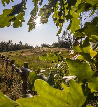 Durch Hirschacker- und Dossenwald | © Stadt Schwetzingen