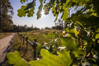 Durch Hirschacker- und Dossenwald | © Stadt Schwetzingen