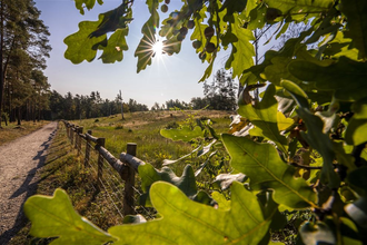 Durch Hirschacker- und Dossenwald | © Stadt Schwetzingen