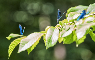 Libellen im Kupfertal bei Forchtenberg | © Touristikgemeinschaft Hohenlohe e. V. | Florian Trykowski