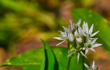 Durchs Blumenwiesental | © Land der 1000 Hügel - Kraichgau-Stromberg