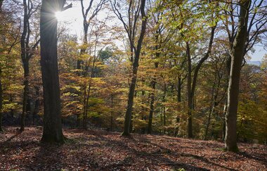 Naturpark im Herbst am Kraichgaublick. | © Naturpark Stromberg-Heuchelberg e.V. | Christian Ernst