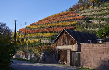 Blick in die bunten Weinberge | © Kraichgau-Stromberg Tourismus e.V.
