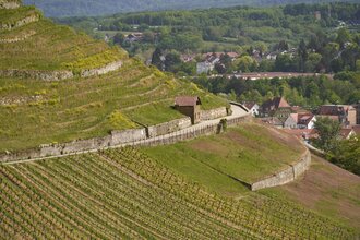 Erlebnisweg Rosen & Wein Weinsberg