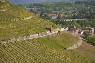 Erlebnisweg Rosen & Wein Weinsberg