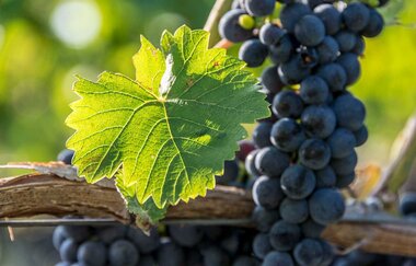 Rote Weintrauben am Rebstock | © TMBW