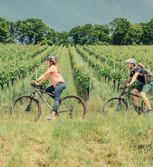 Radfahrer am Württembergischen Weinwanderweg | © Touristikgemeinschaft HeilbronnerLand e.V.
