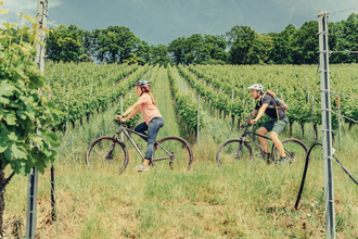 Radfahrer am Württembergischen Weinwanderweg | © Touristikgemeinschaft HeilbronnerLand e.V.