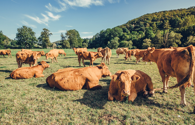 Etappe 5 Limpurger Weiderinder | © Arbeitsgmeinschaft Kocher-Jagst-Radweg